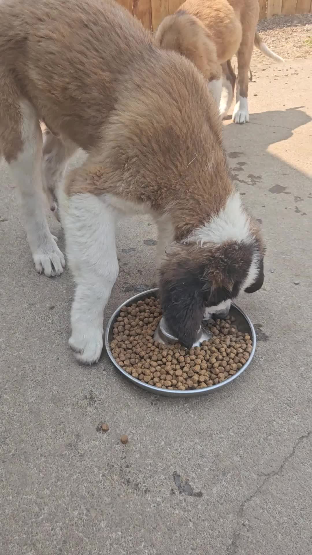 Saint Bernard dogs for sale: Saint Bernard 1 - Video 1