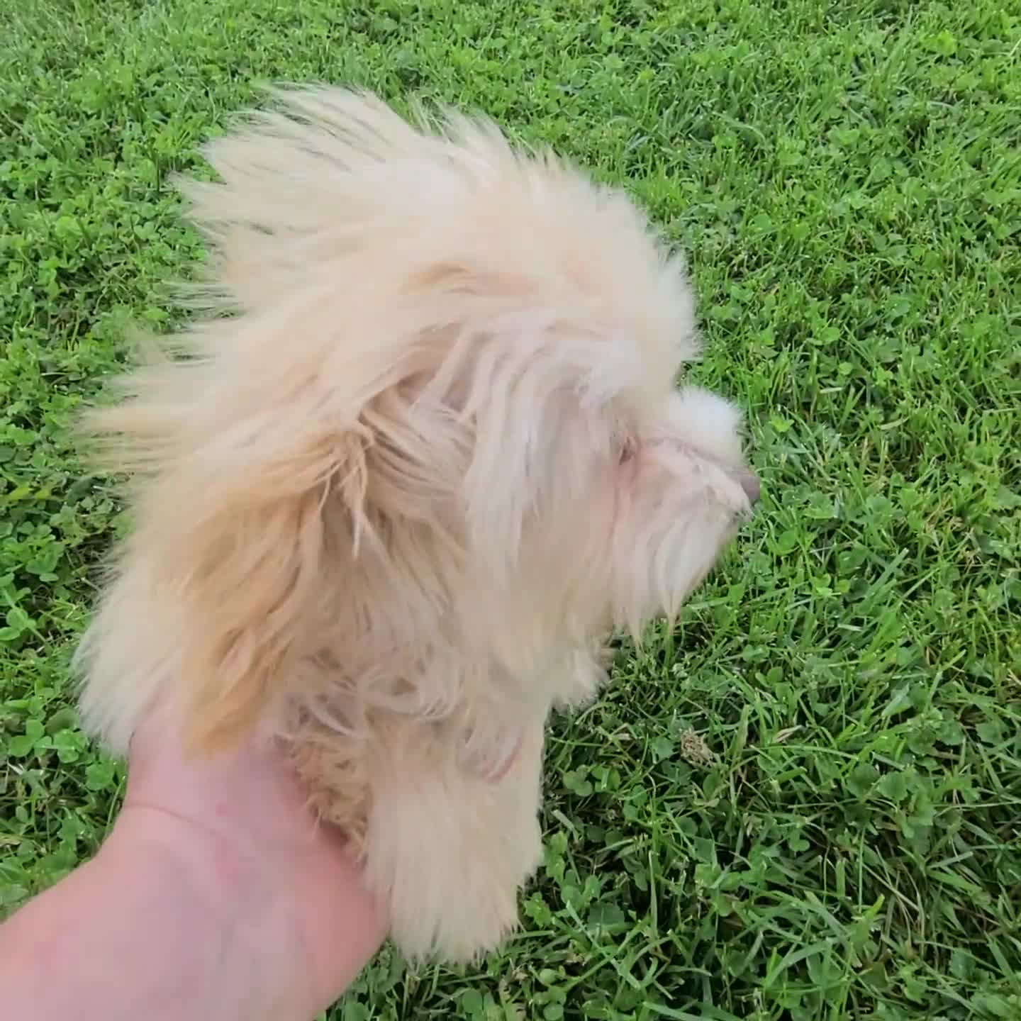 Maltipoo dogs for sale: Flint - Video 1