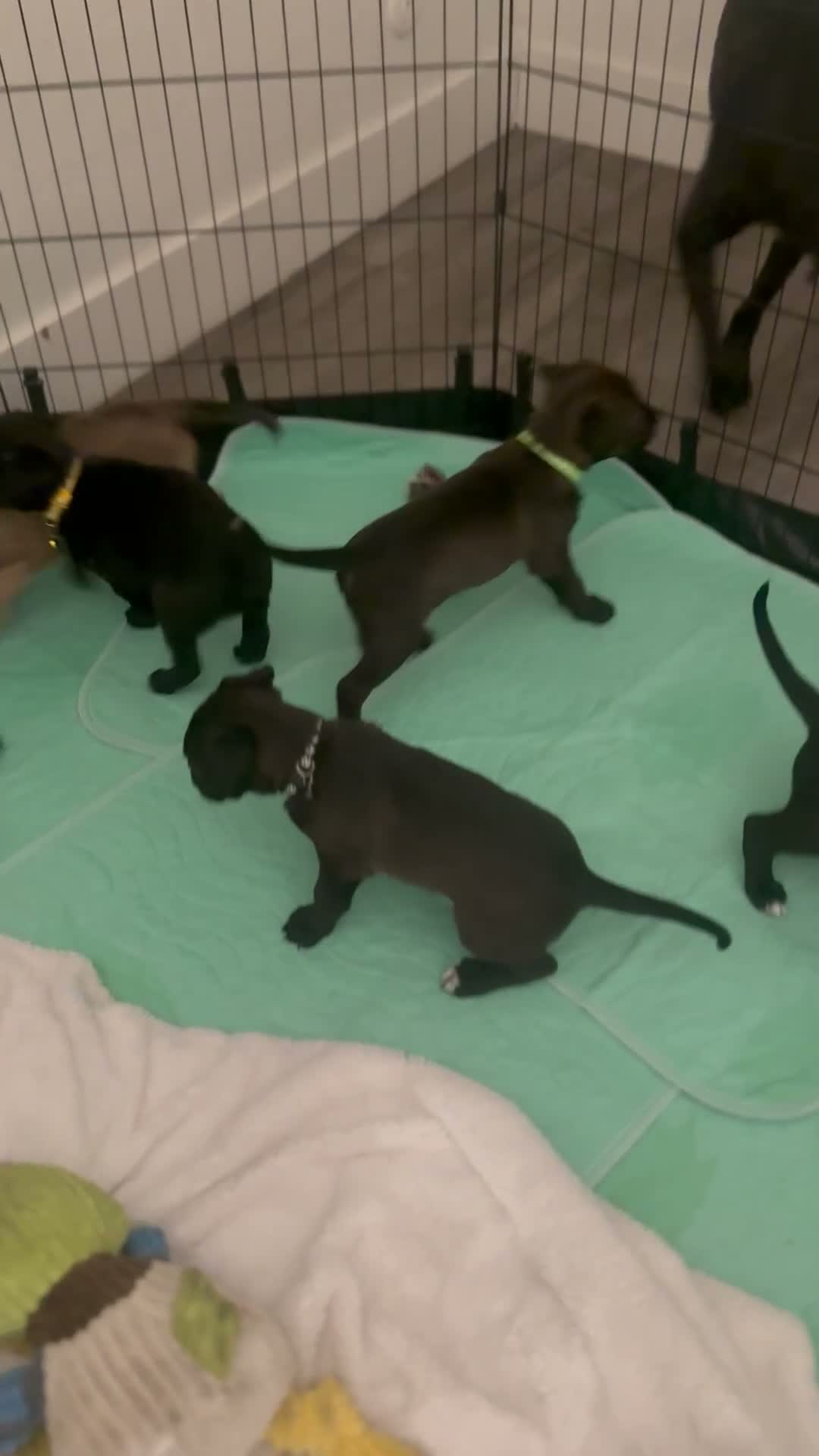 Mixed Breed dogs for sale: Purple - Video 2