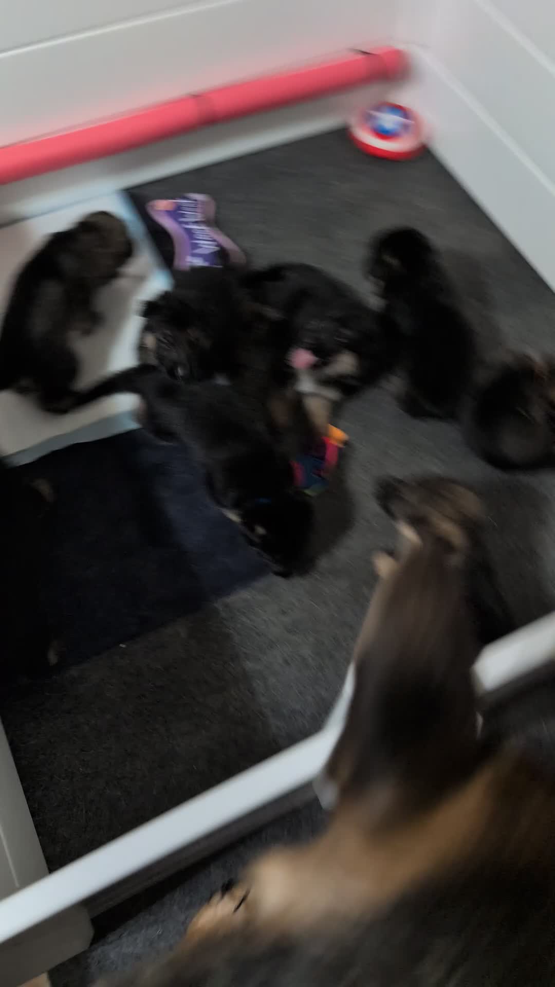 German Shepherd dogs for sale: Kieser - Video 1