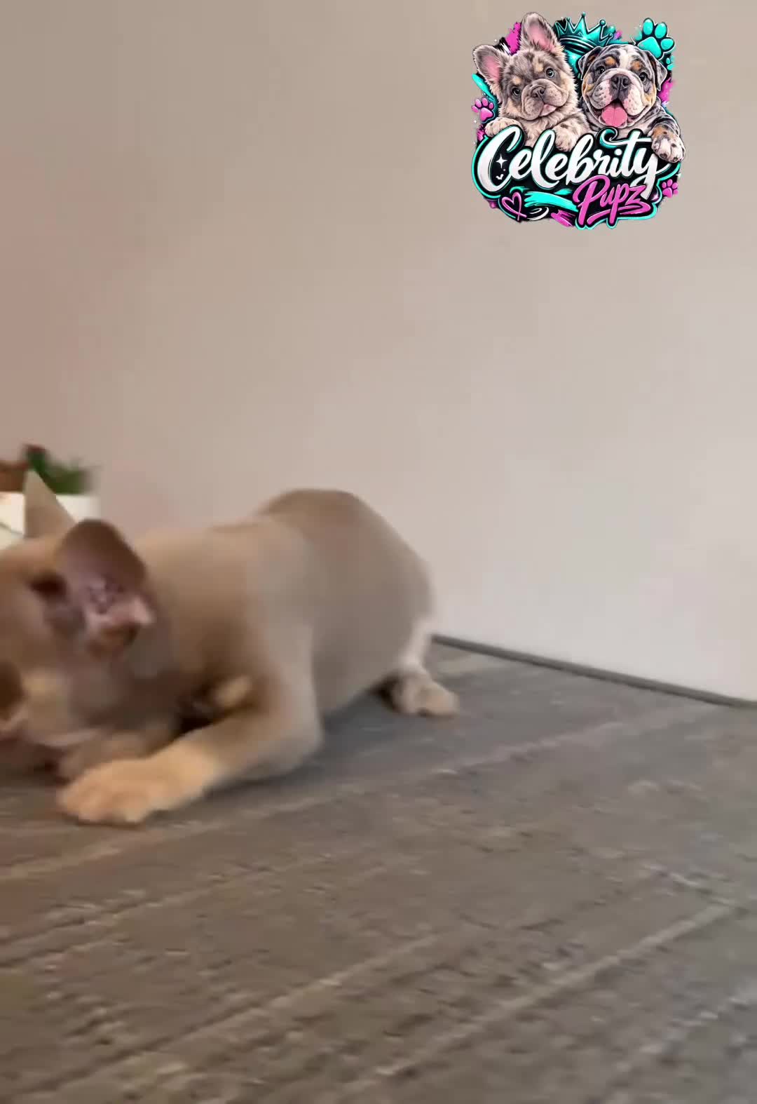 French Bulldog dogs for sale: CHUCKY - ISABELLA Fluffy Carrier in CALI, USA DELIVERY OPTIONS! - Video 2