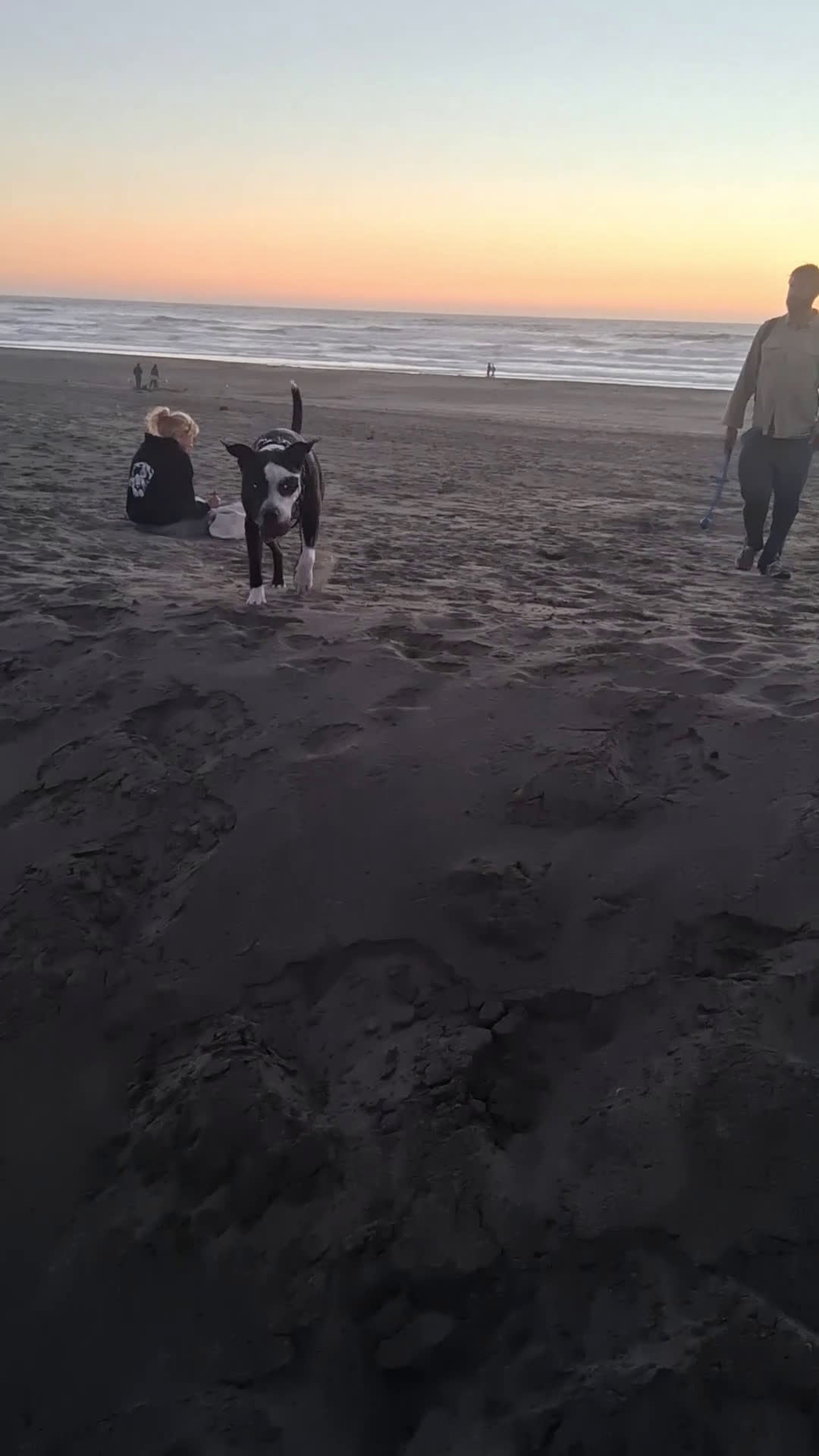 American Pit Bull Terrier dogs for sale: Taz - Video 2