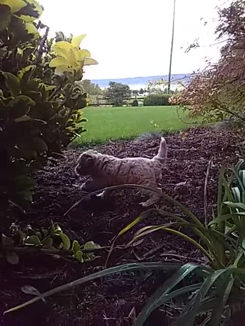 Toy Poodle dogs for sale: Claudie - Video 1