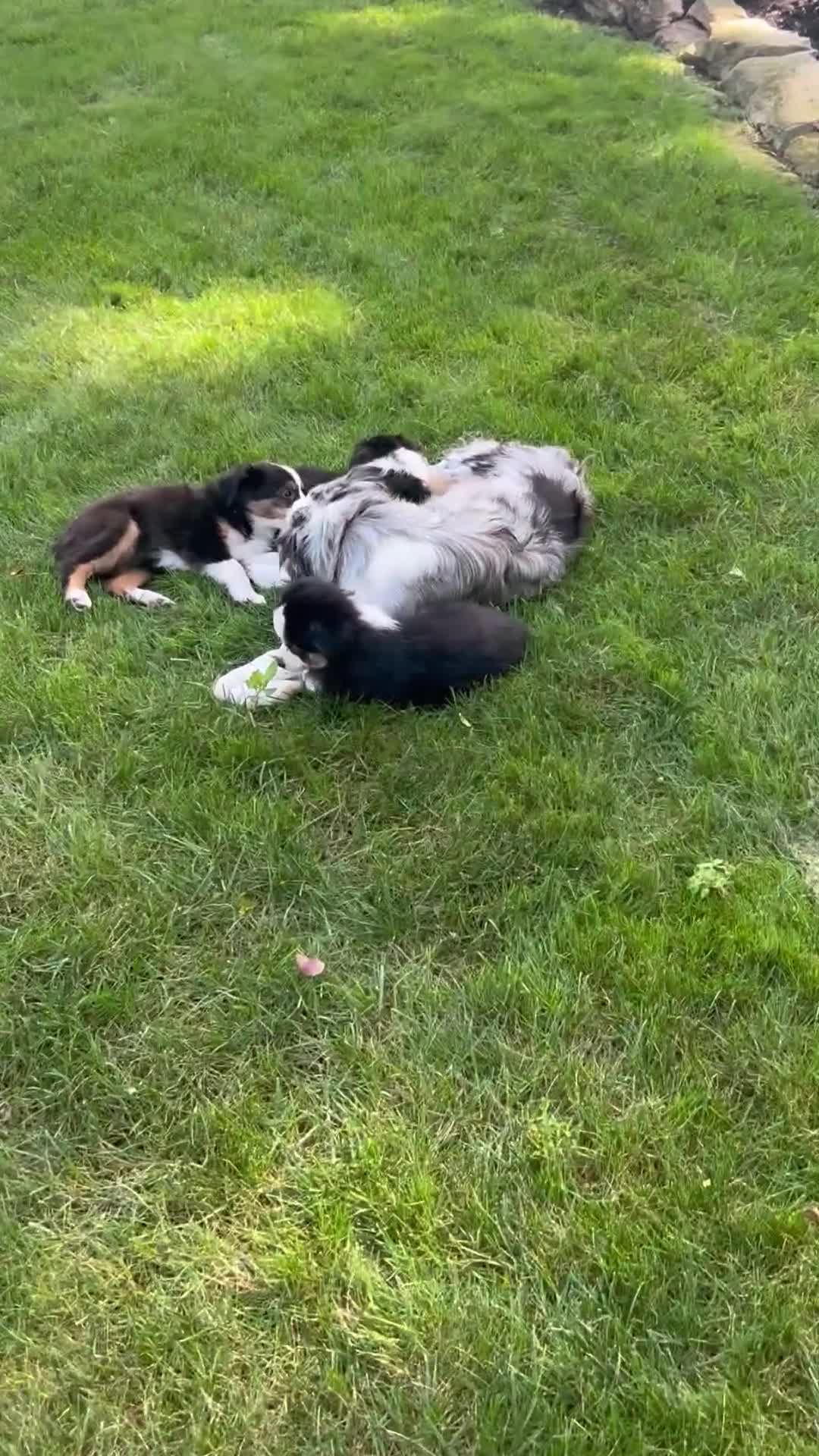 Miniature Australian Shepherd dogs for sale: Sunny  - Video 1