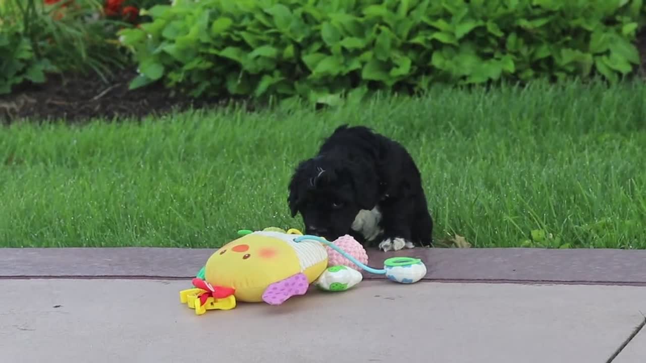 Mini Goldendoodle dogs for sale: Melody  - Video 1