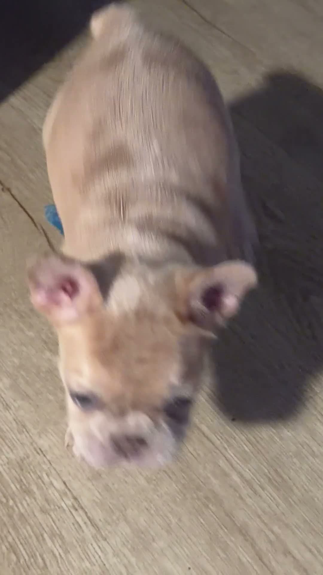 French Bulldog dogs for sale: French Bulldog 1 - Video 2