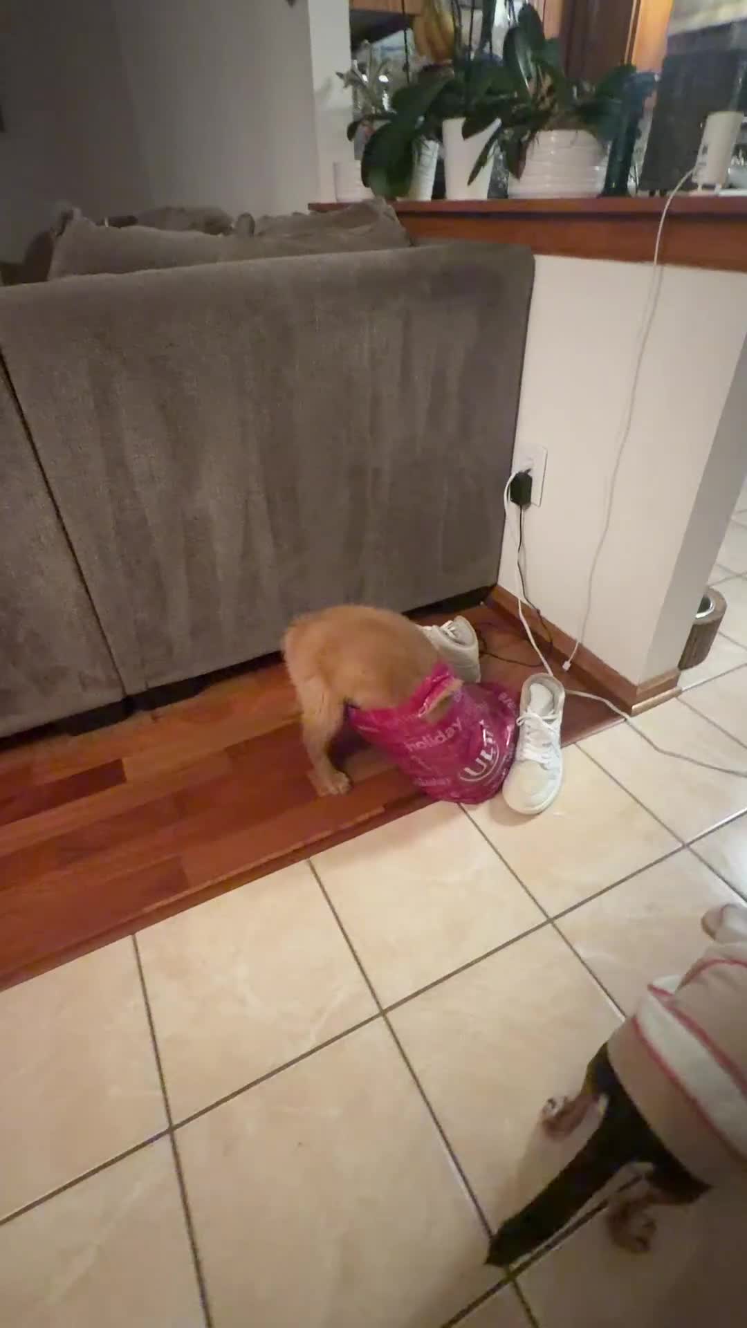 Golden Retriever dogs for sale: Prince - Video 3