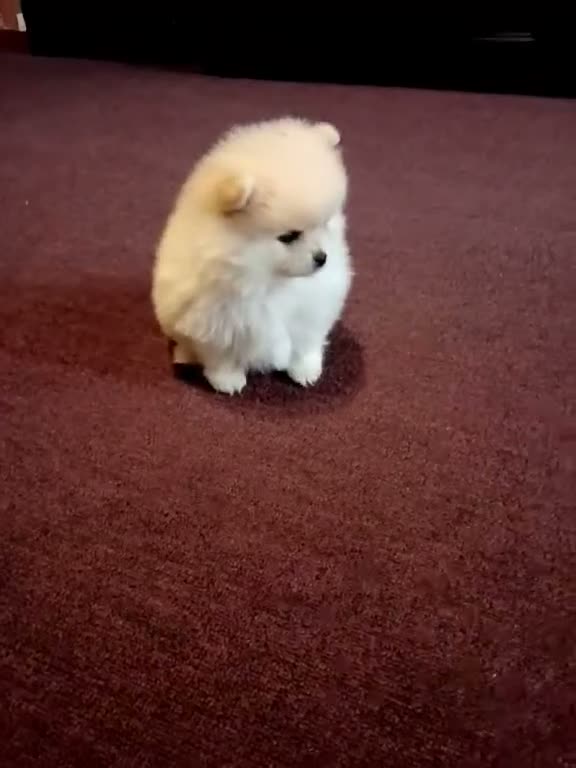 Pomeranian dogs for sale: BEAR FACE BELLA  - Video 2