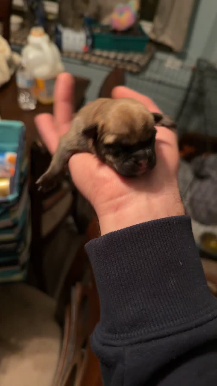 Mixed Breed dogs for sale: Chug 4 - Video 2