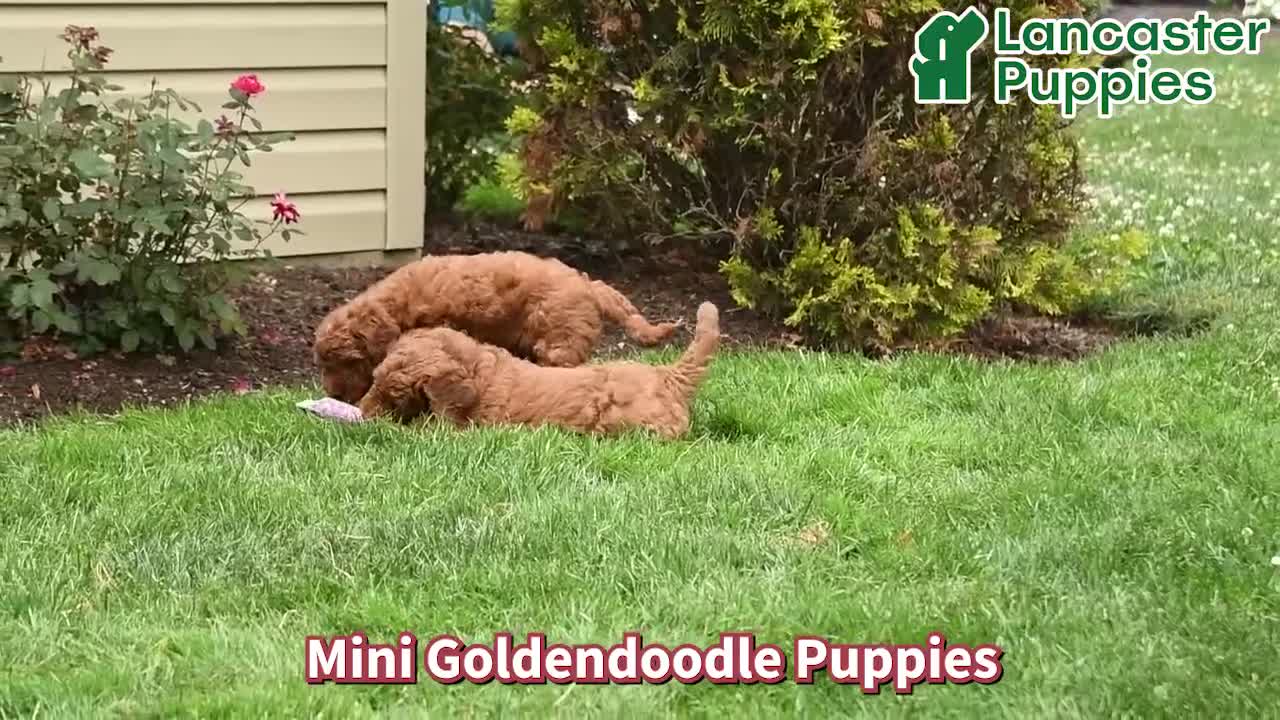 Mini Goldendoodle dogs for sale: Snoopy - Video 1