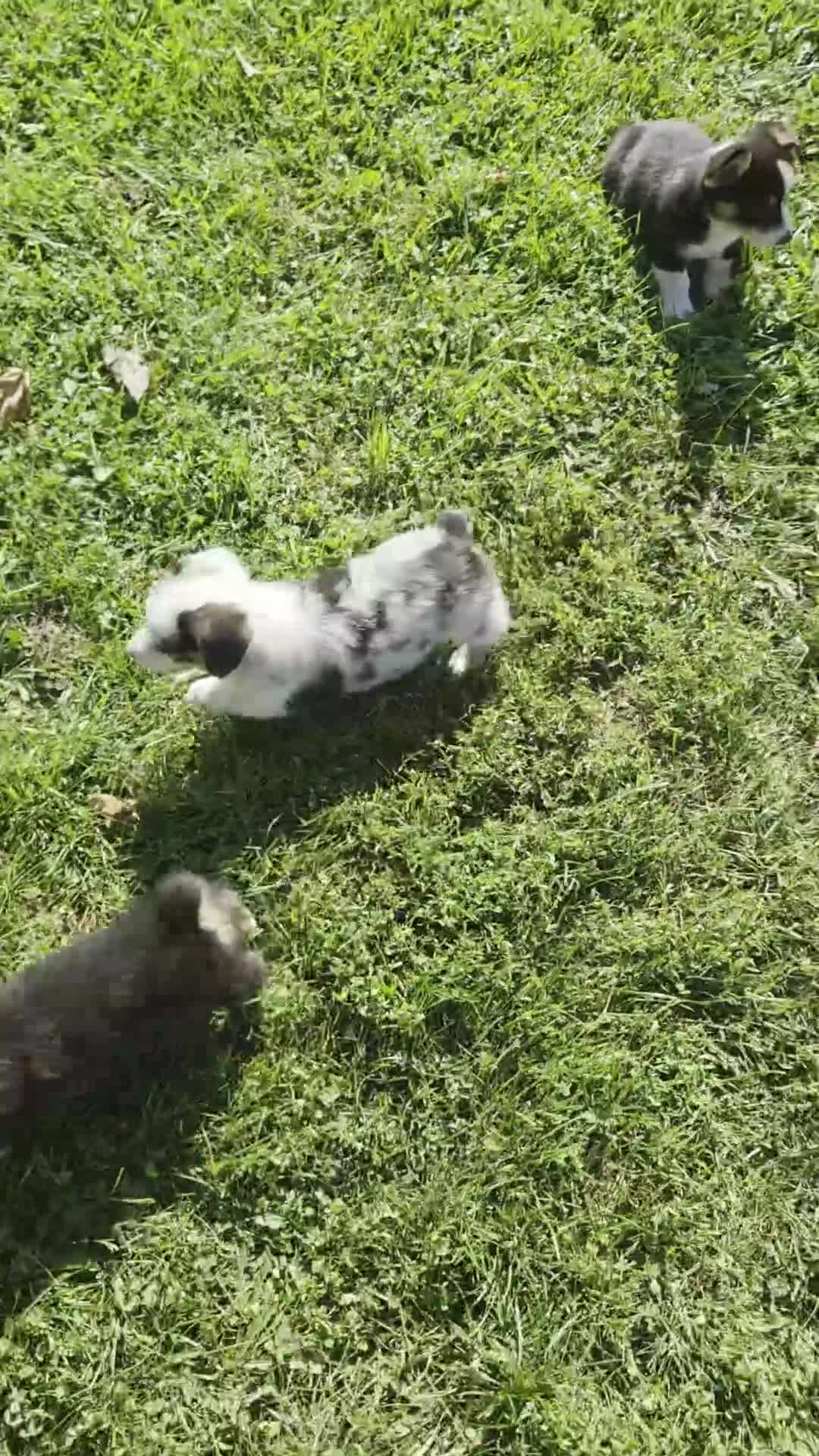 Mixed Breed dogs for sale: Sparkle - Video 1