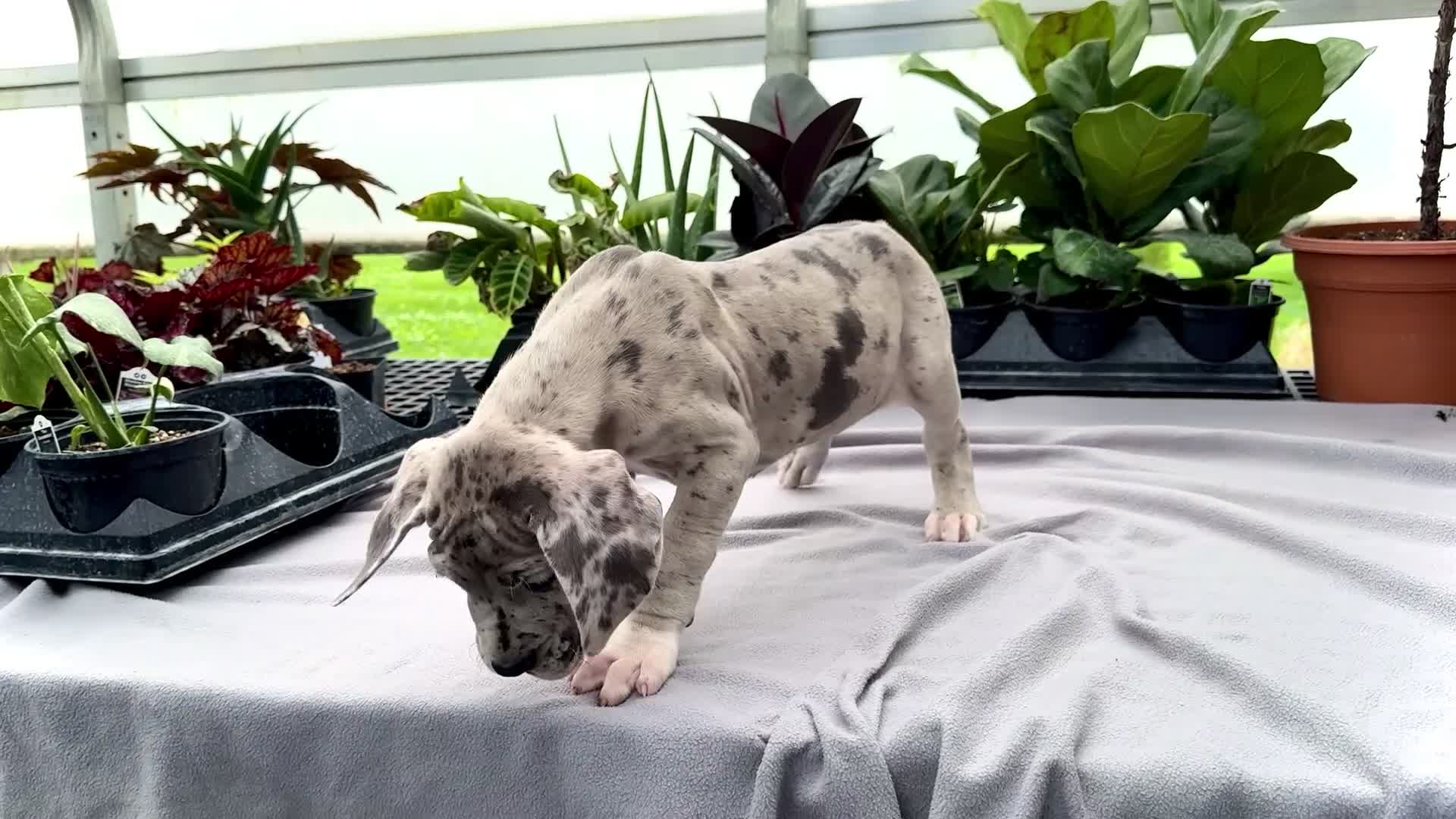 Great Dane dogs for sale: Mozark - Video 1