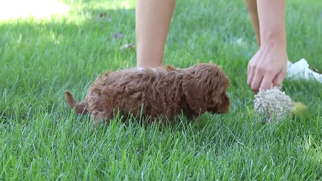 Cockapoo dogs for sale: Willow - Video 2
