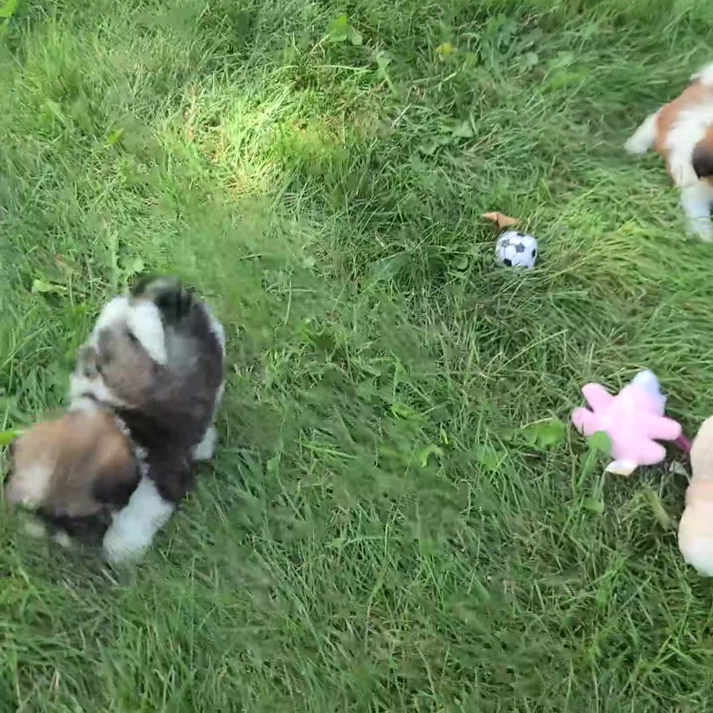 Shih Tzu dogs for sale: Lee - Video 1