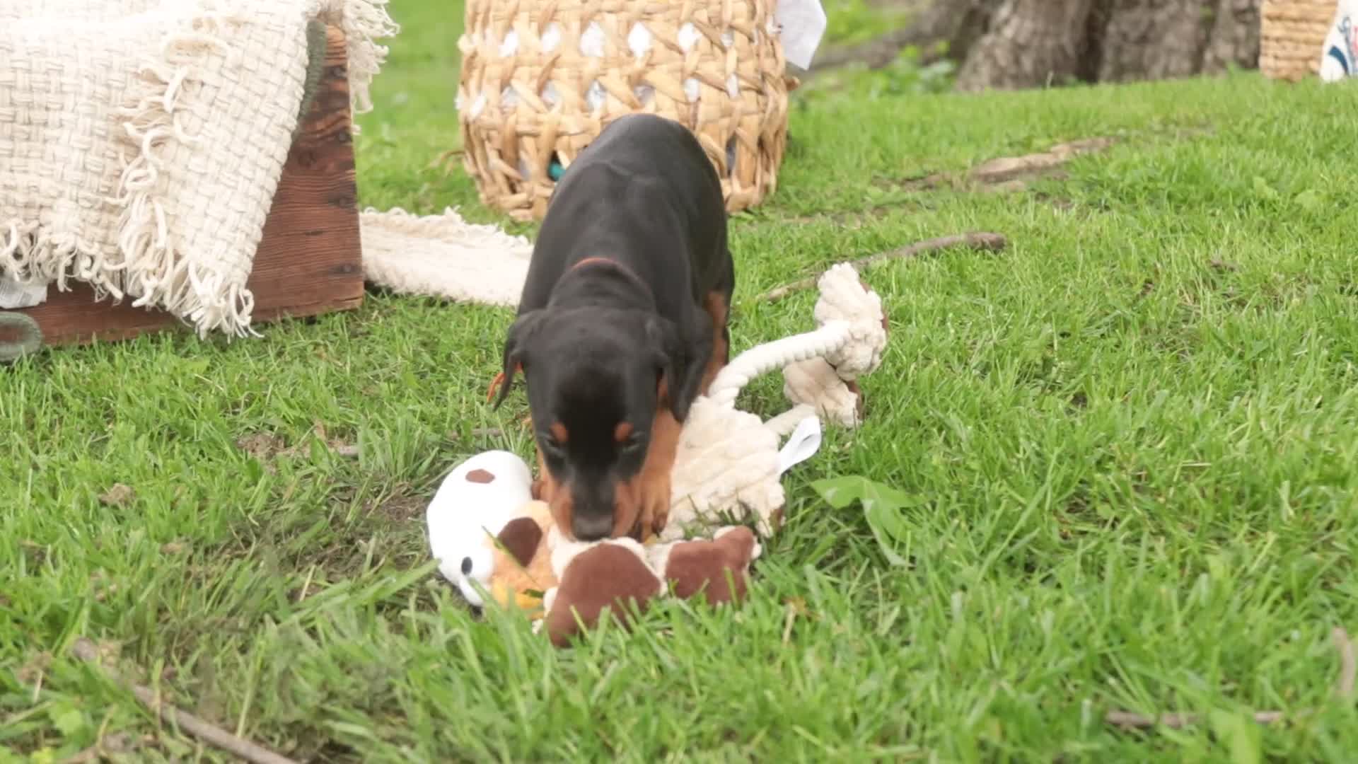 Doberman Pinscher dogs for sale: Isadora - Video 1