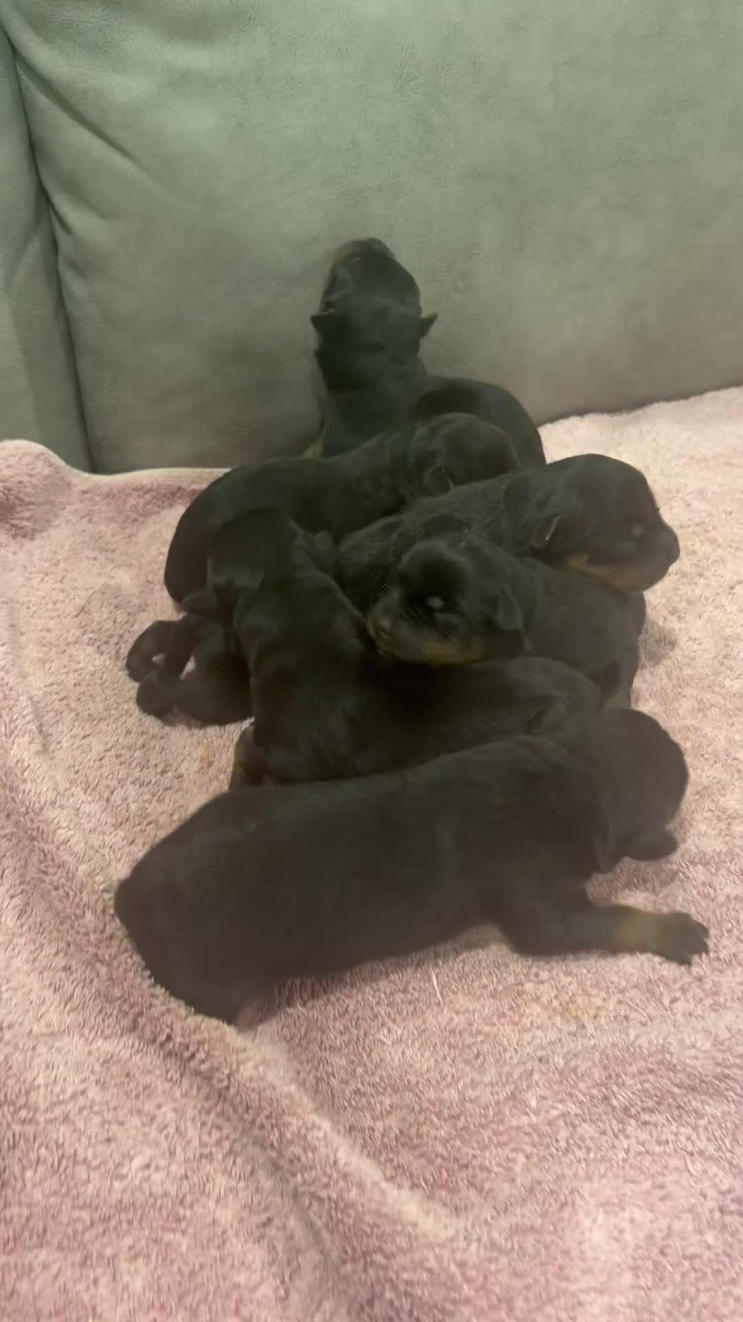 Rottweiler dogs for sale: Rottweiler Puppy 9 - Video 1
