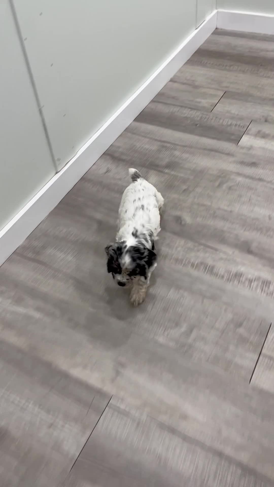 Cocker Spaniel dogs for sale: Opal - Video 1