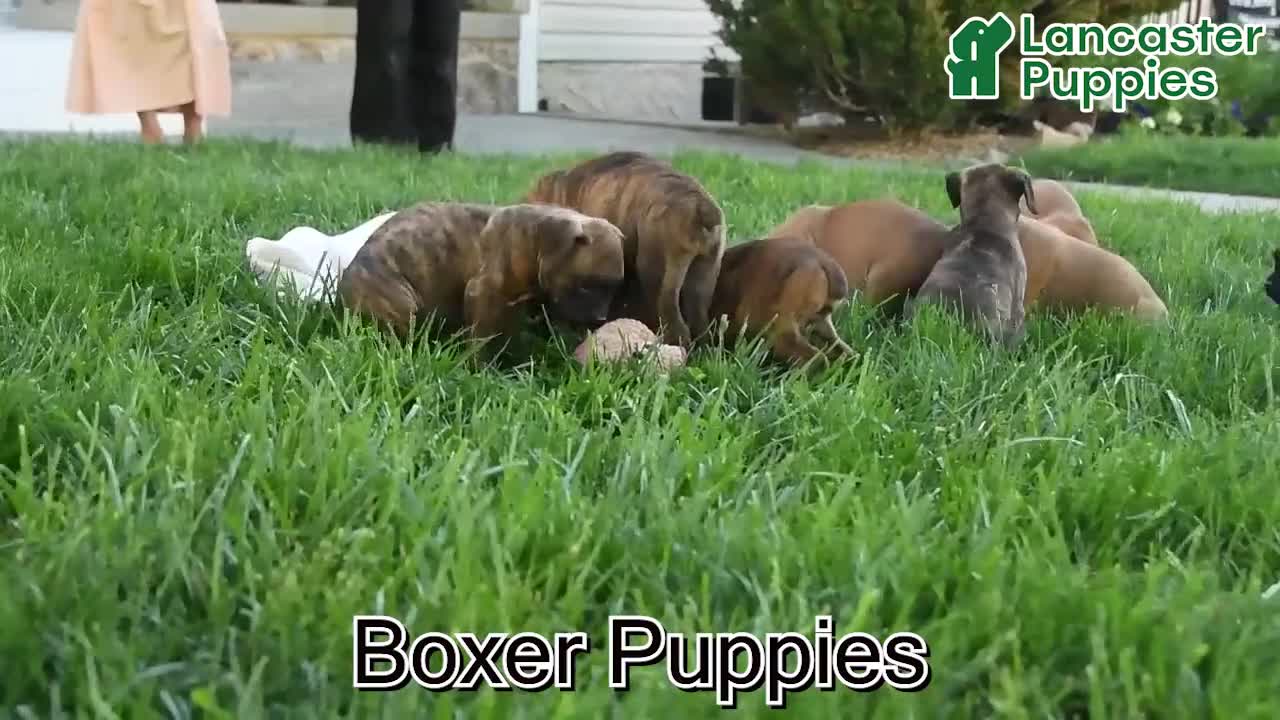 Boxer dogs for sale: Radar - Video 1