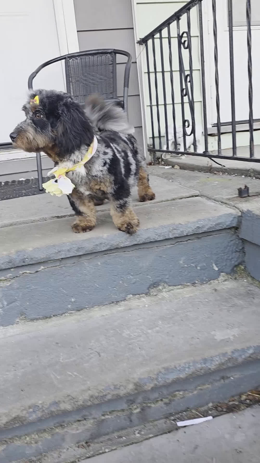 Mini Bernedoodle dogs for sale: Charlie - Video 2