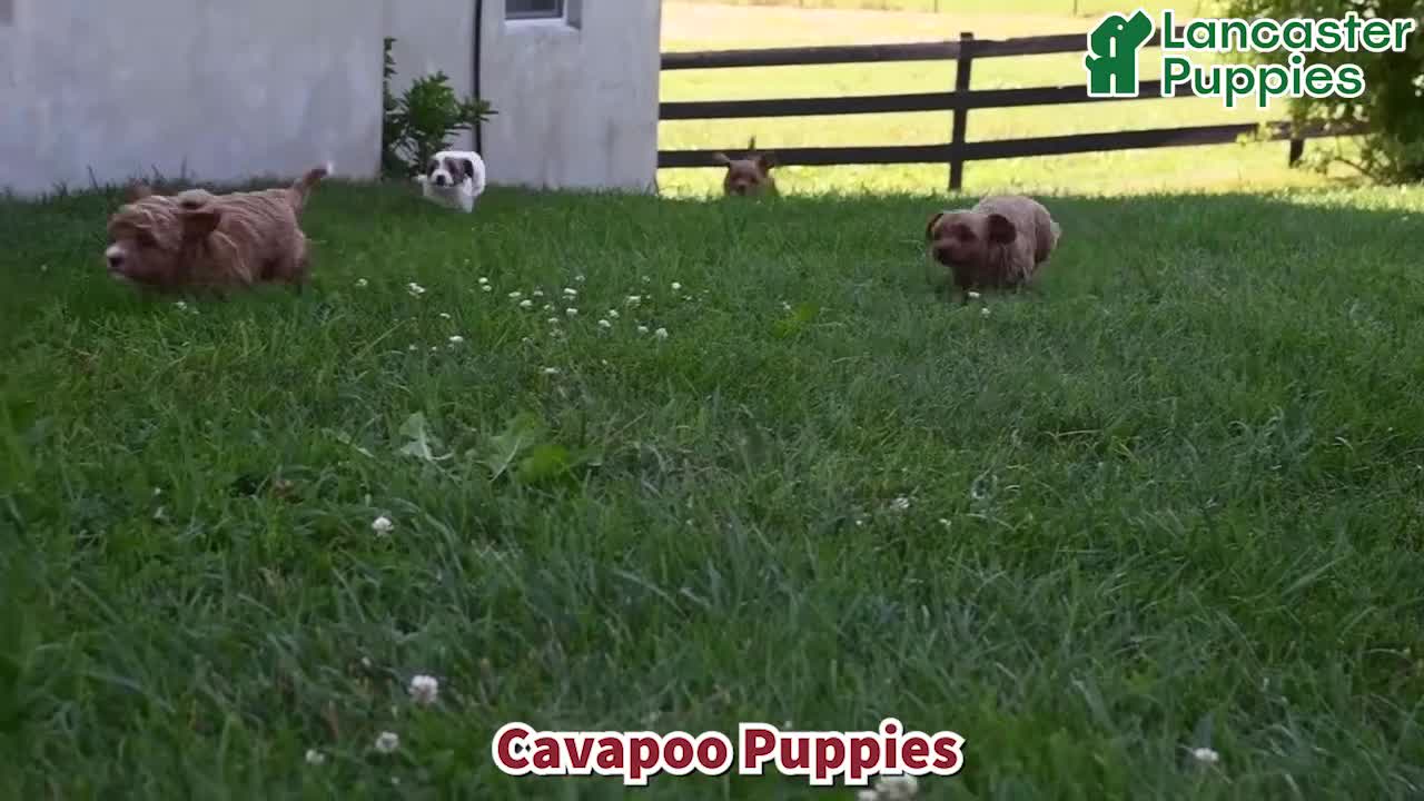 Cavapoo dogs for sale: Dallas - Video 1