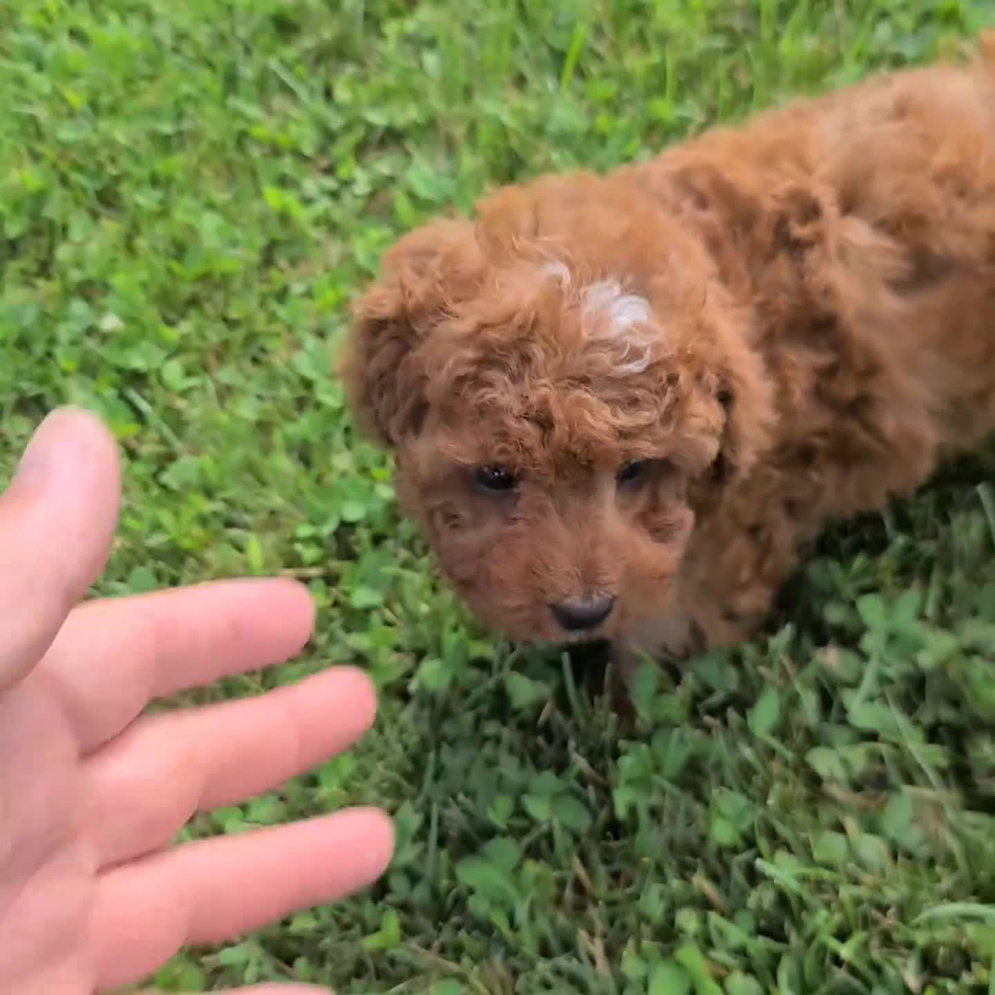 Cavapoo dogs for sale: Annabell - Video 1