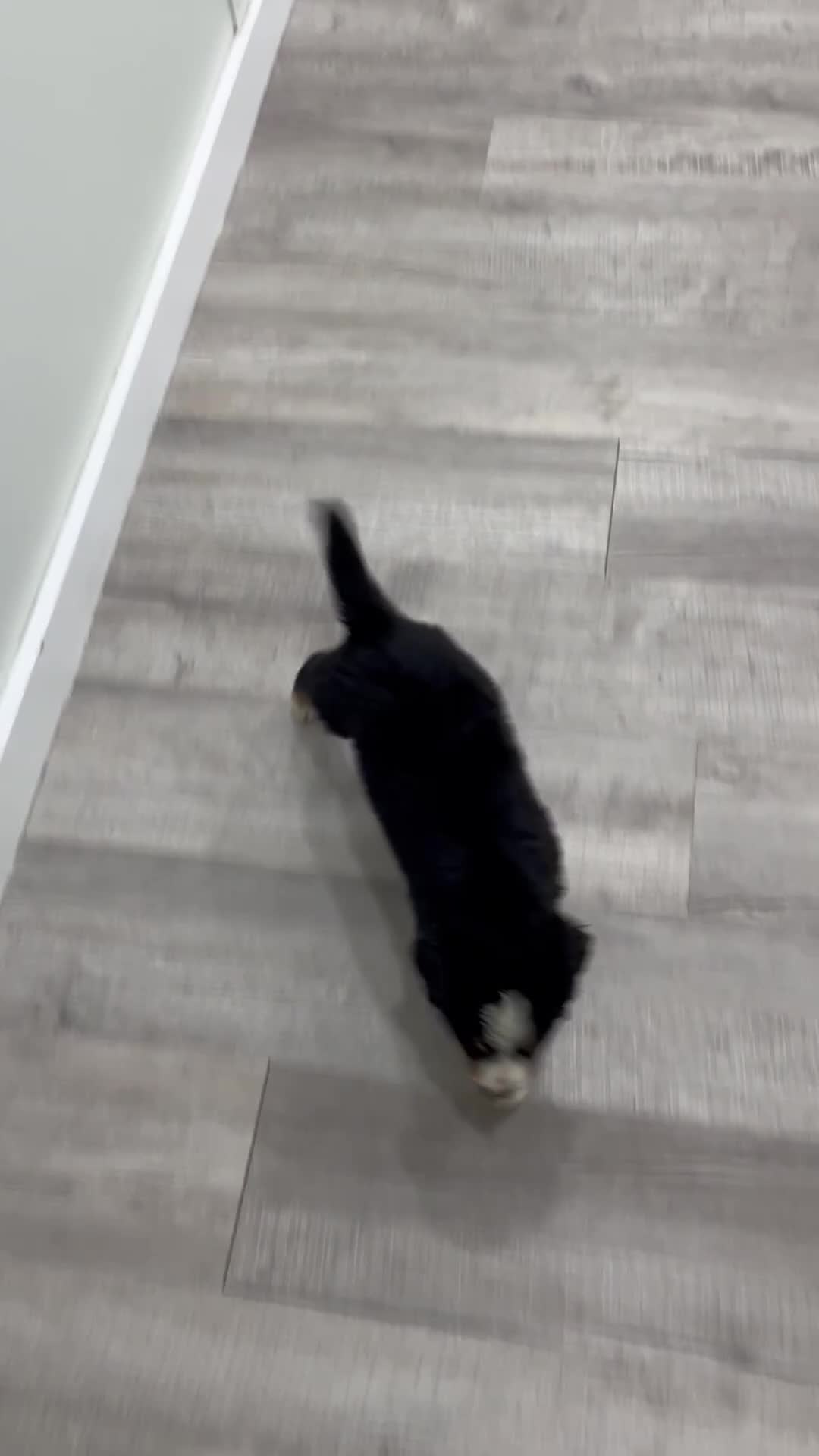 Bernese Mountain Dog dogs for sale: Junior - Video 1