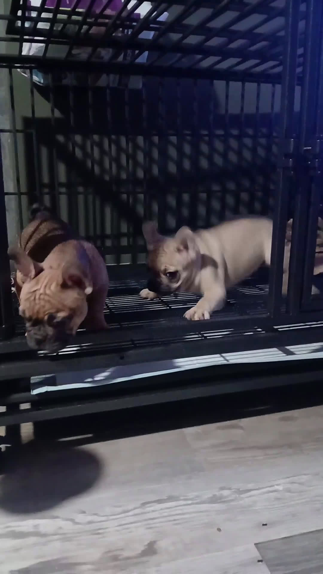 French Bulldog dogs for sale: French Bulldog Puppy 1 - Video 3