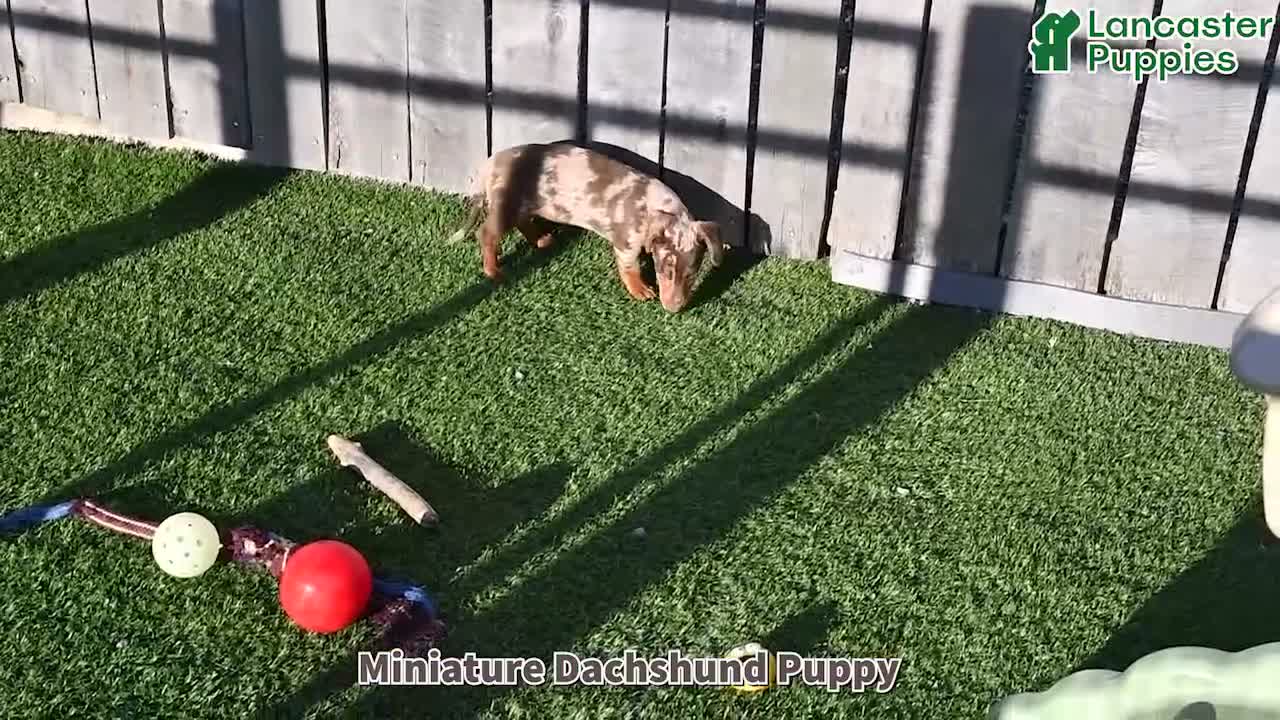 Miniature Dachshund dogs for sale: Brody - Video 1