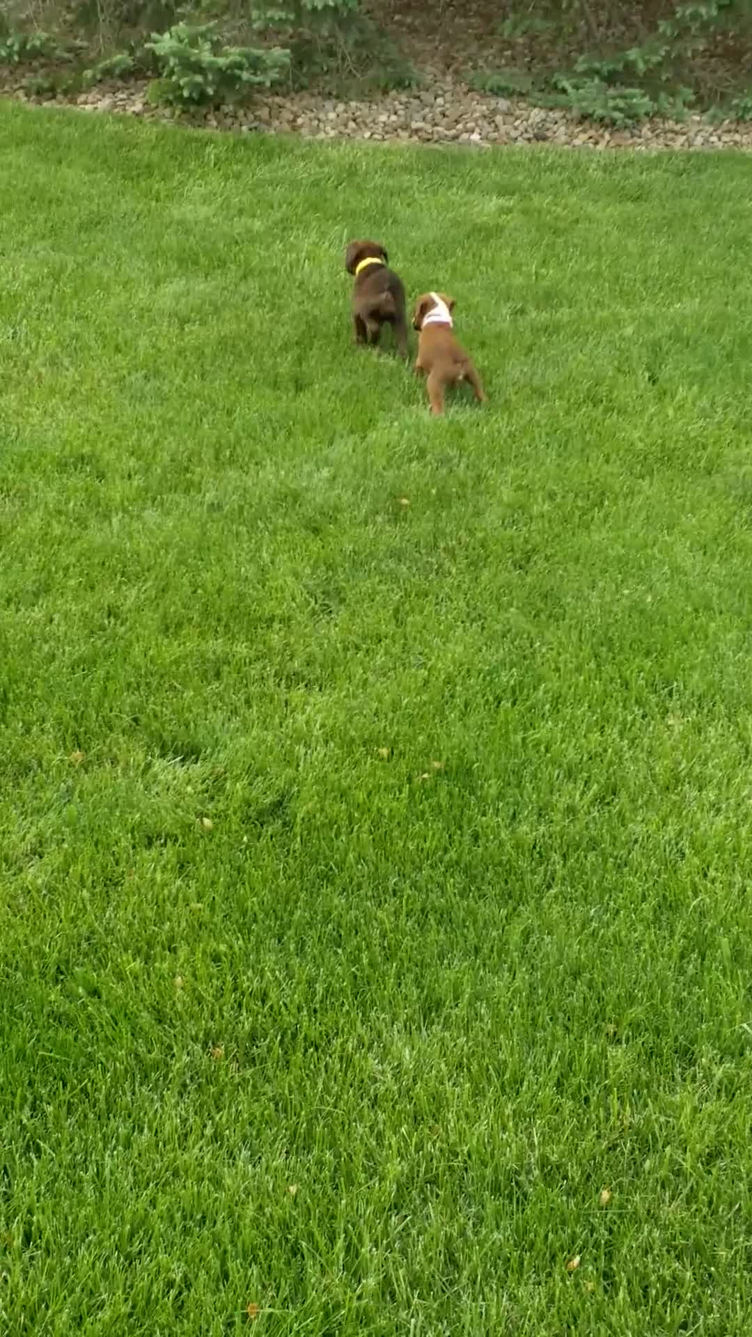 Boxer dogs for sale: Izzy - Video 1