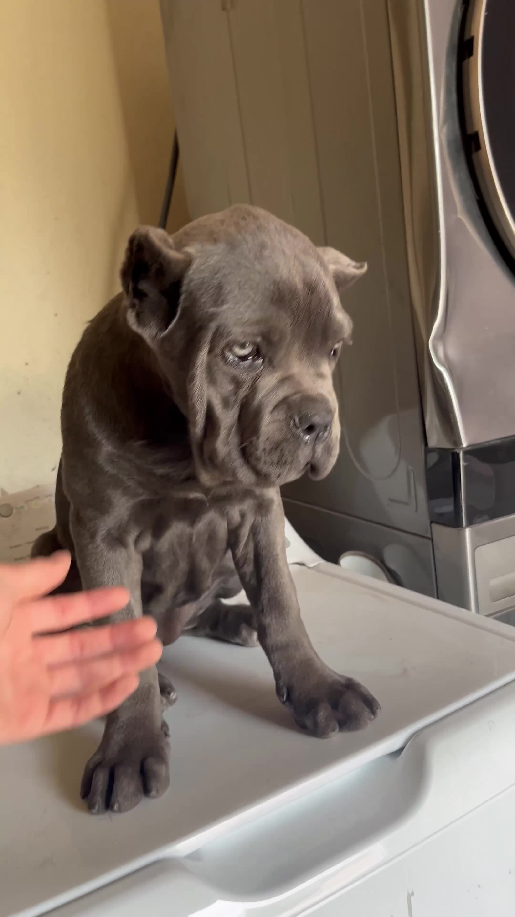 Cane Corso dogs for sale: Channel - Video 1