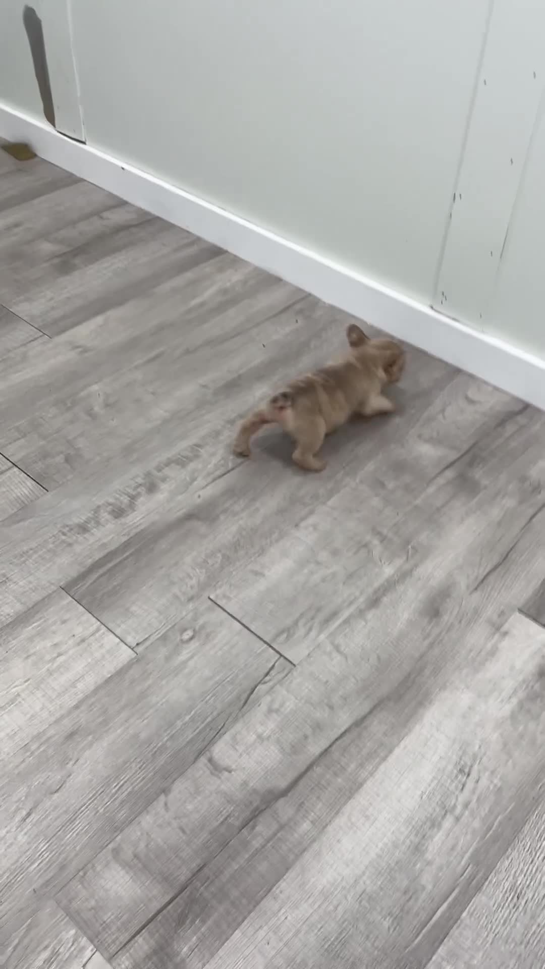 French Bulldog dogs for sale: Max - Video 1