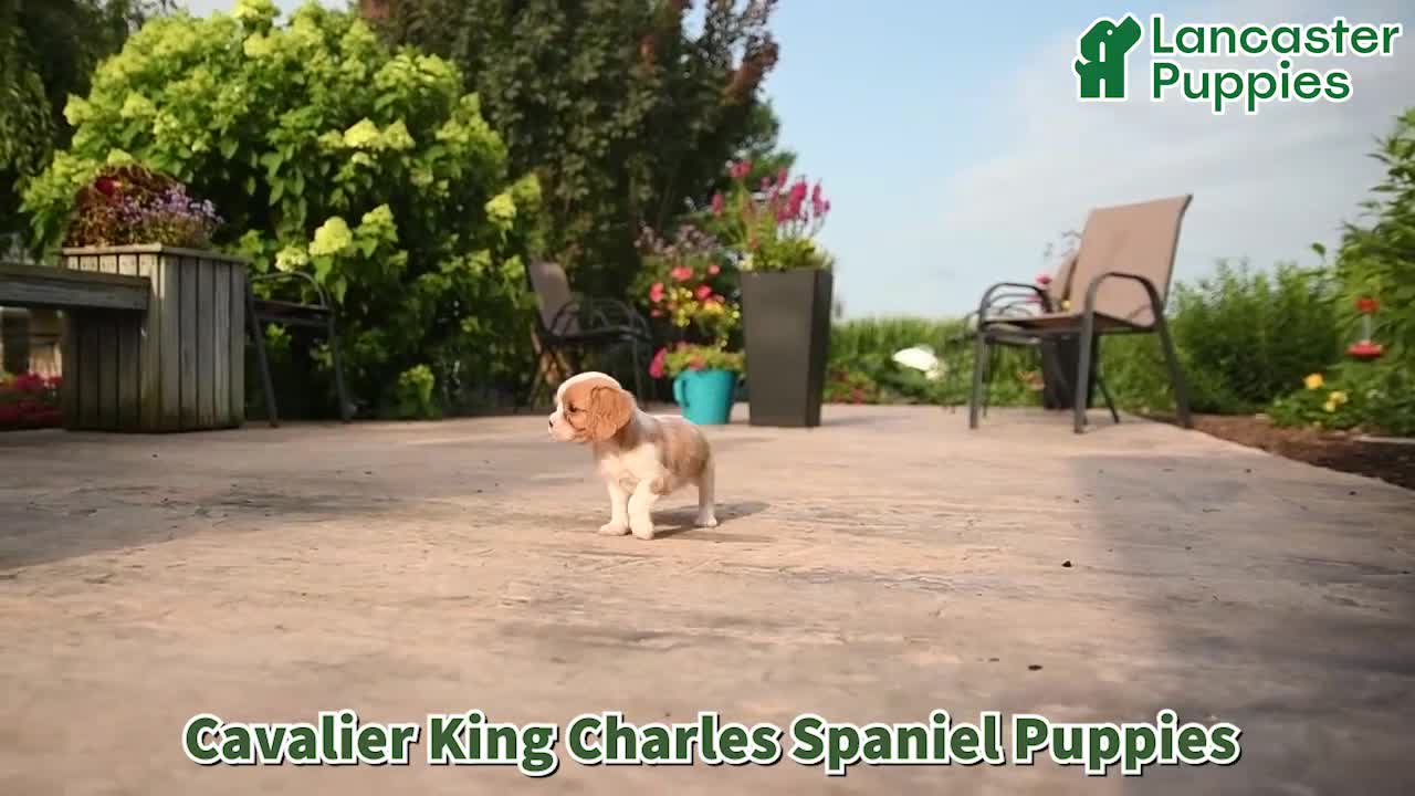 Cavalier King Charles Spaniel dogs for sale: Klondike Joy - Video 1