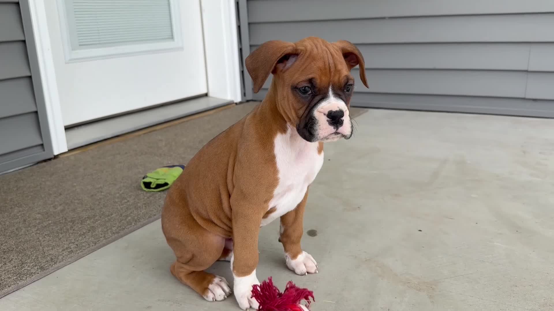 Boxer dogs for sale: Clint  - Video 1