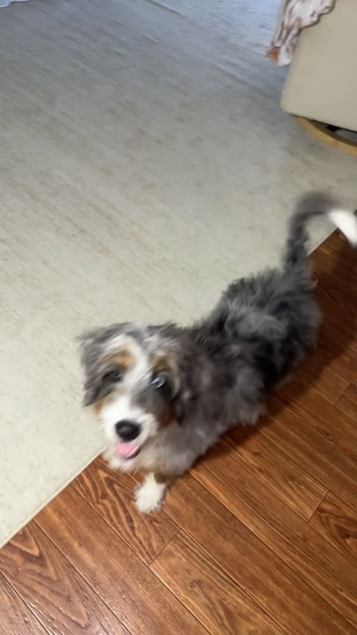 Mini Bernedoodle dogs for sale: Majorie - Video 3