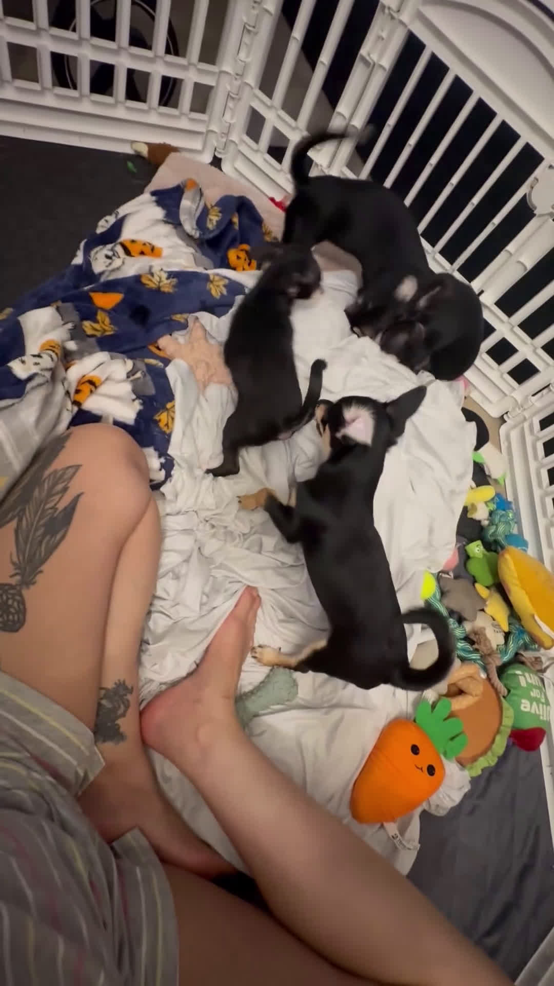 Mixed Breed dogs for sale: Mixed Breed Puppy 1 - Video 1