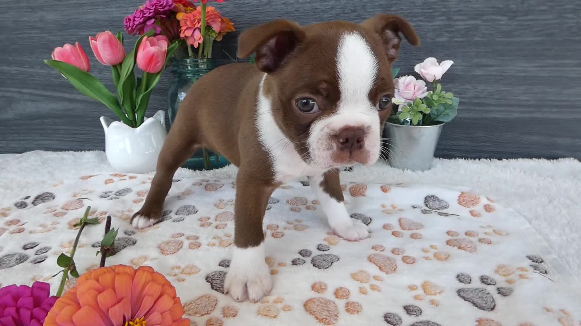Boston Terrier dogs for sale: Boston Terrier 4 Gracy - Video 1