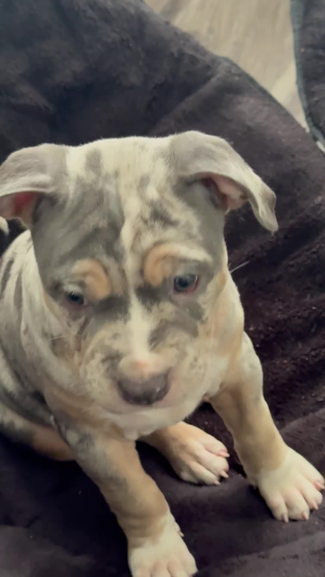 American Bully dogs for sale: American Bully 4 - Video 1