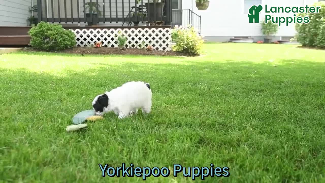 Yorkiepoo dogs for sale: Lilac  - Video 1