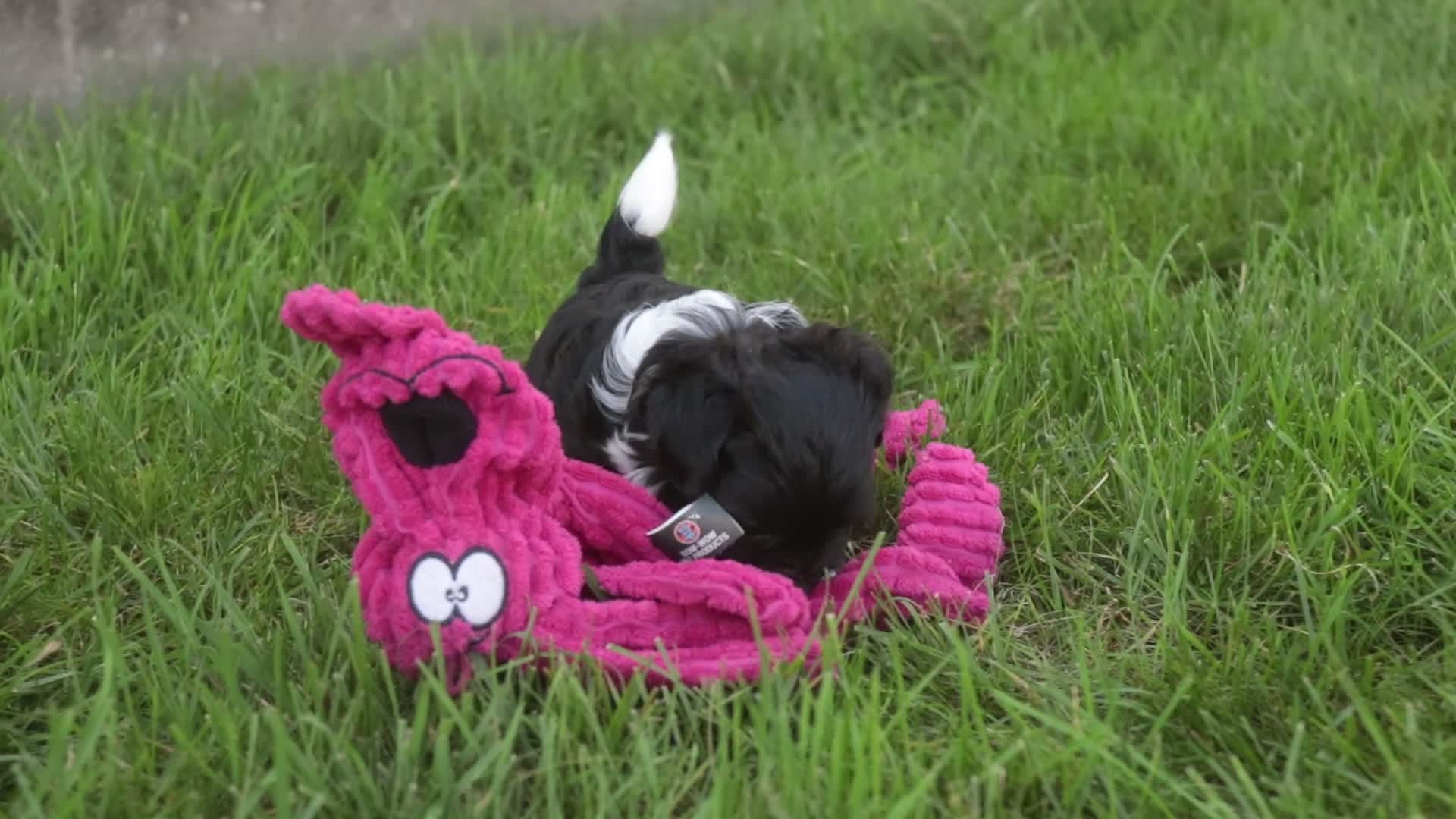 Havanese dogs for sale: Goldie Havanese  - Video 3
