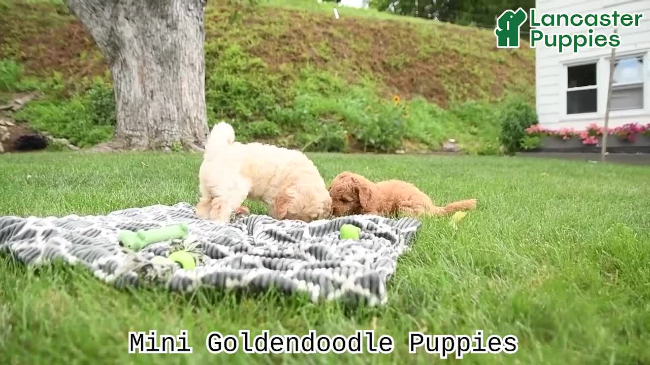 Mini Goldendoodle dogs for sale: Copper - Video 1