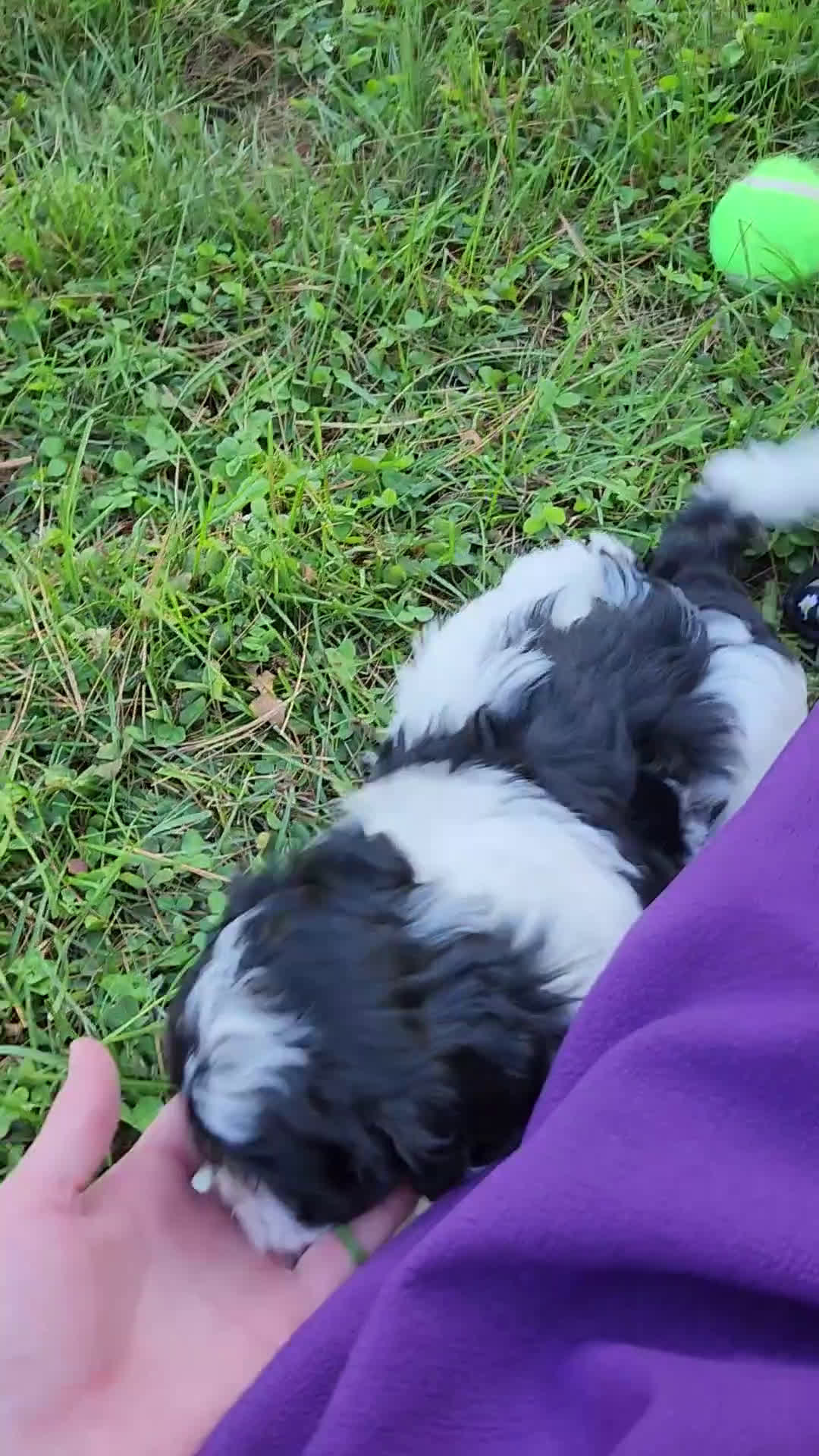 Shihpoo dogs for sale: Carter - Video 3