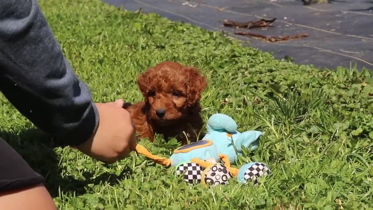 Mini Goldendoodle dogs for sale: Finn - Video 2