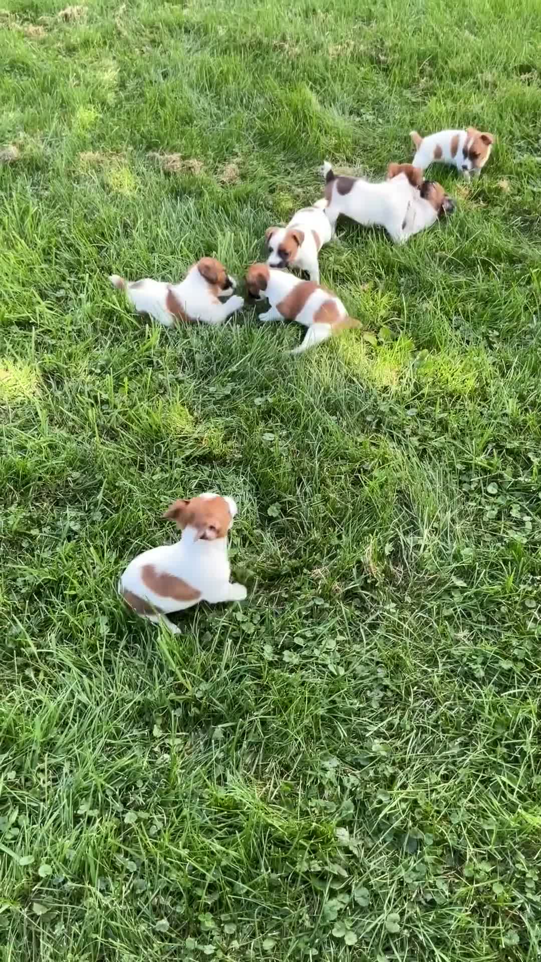 Jack Russell Terrier dogs for sale: Kaleb - Video 2