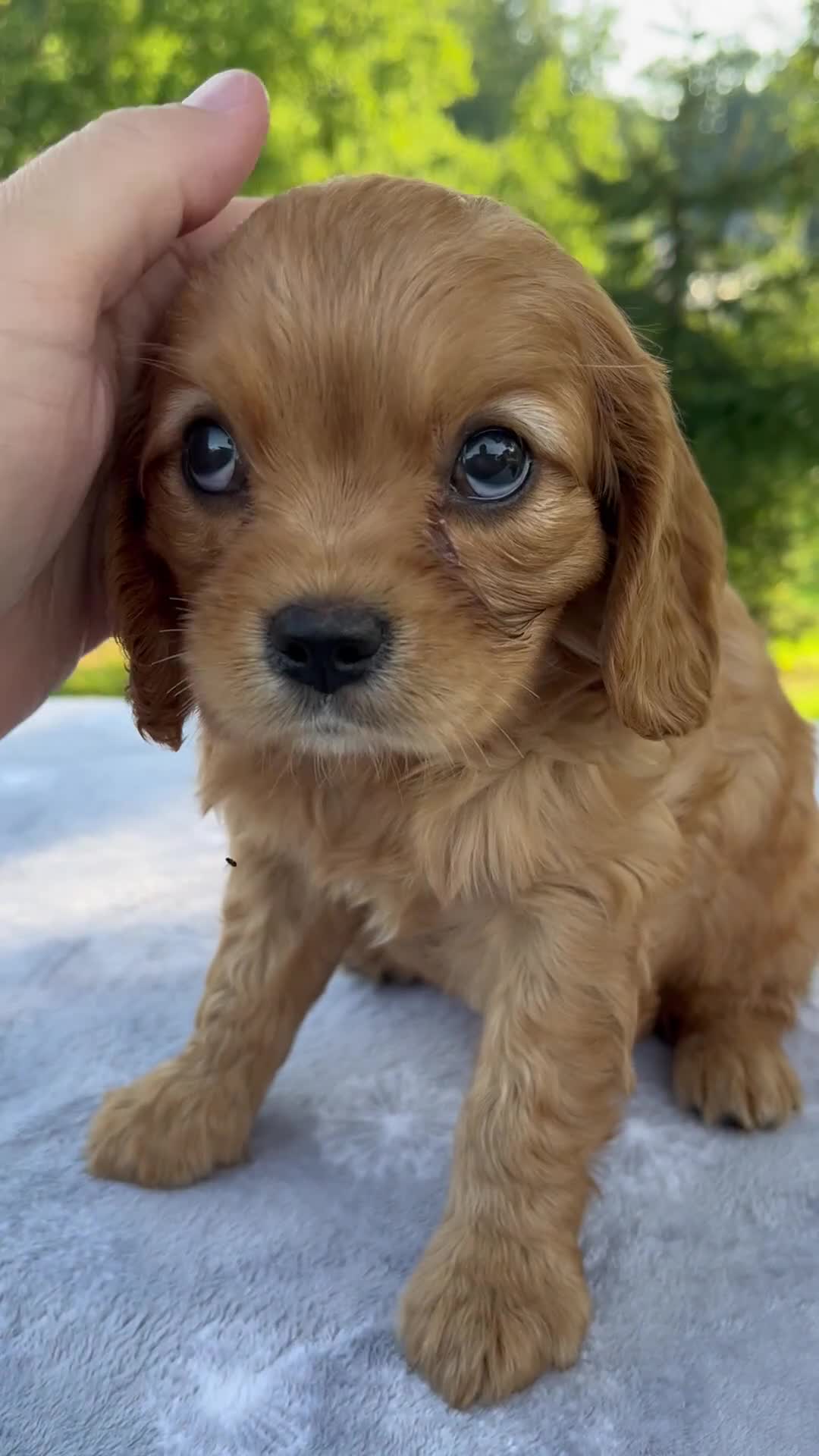Mixed Breed dogs for sale: Rosie - Video 1