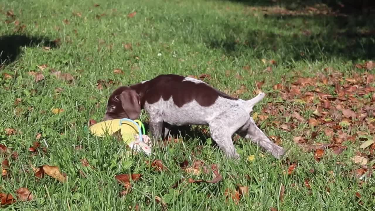 German Shorthaired Pointer dogs for sale: Allie - Video 2