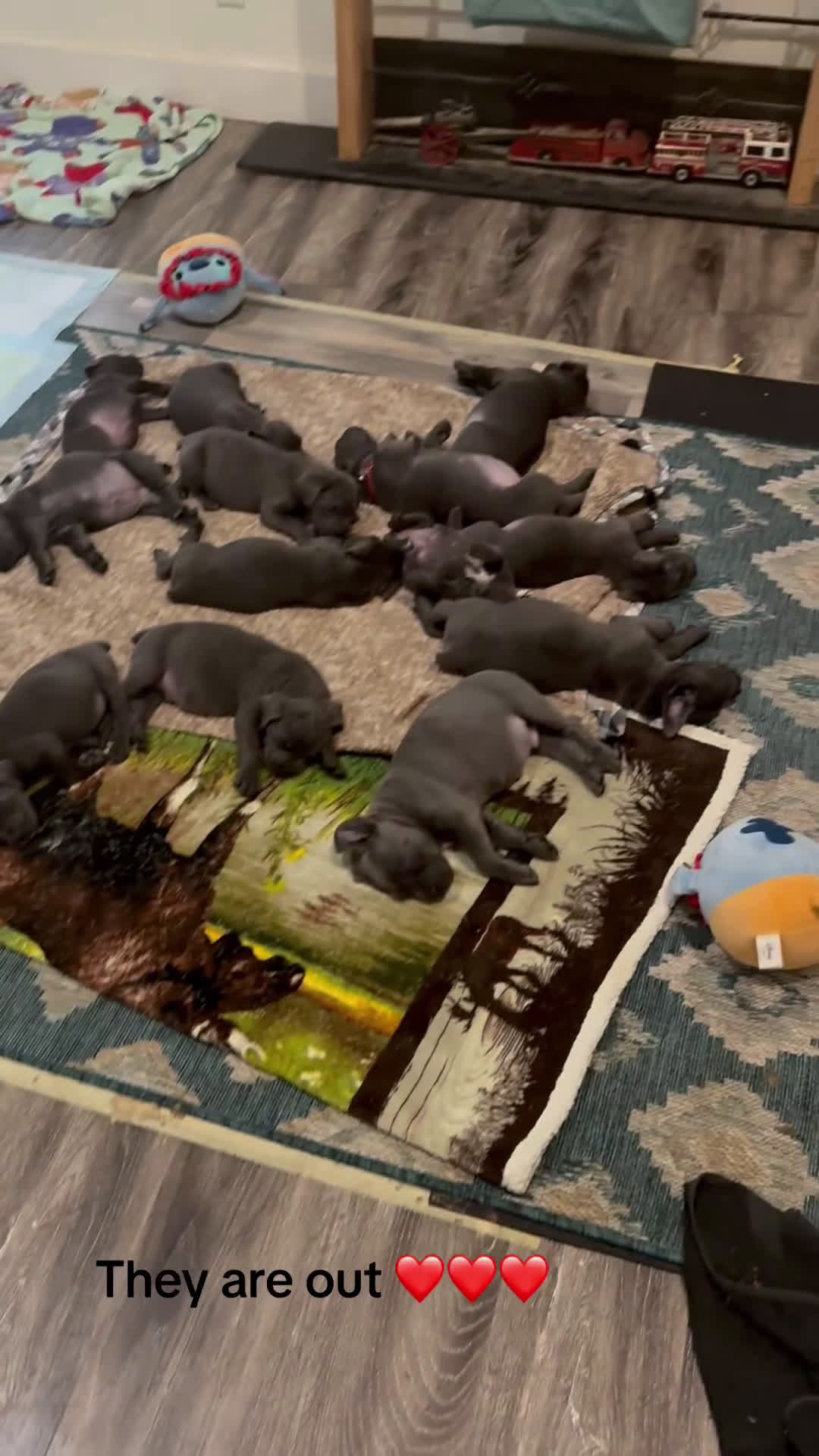 Cane Corso dogs for sale: Cane Corso Puppy 2 - Video 1