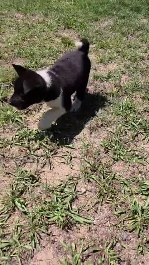 Akita dogs for sale: Nova  - Video 1