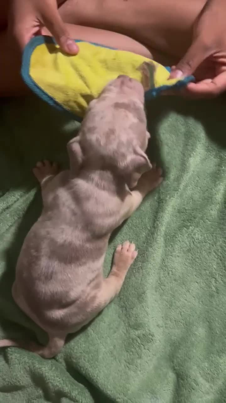 American Bully dogs for sale: Ghost - Video 1
