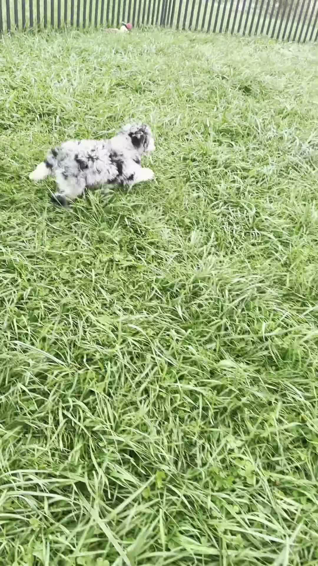 Mini Goldendoodle dogs for sale: Whizzer - Video 1