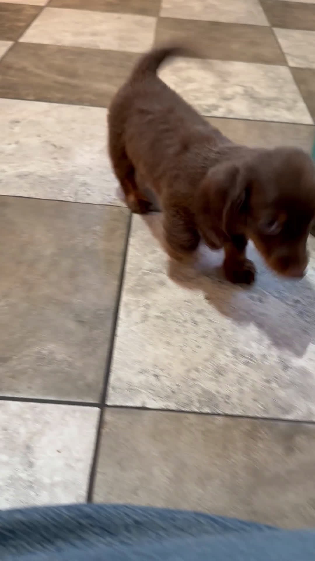 Miniature Dachshund dogs for sale: Johnny - Video 1